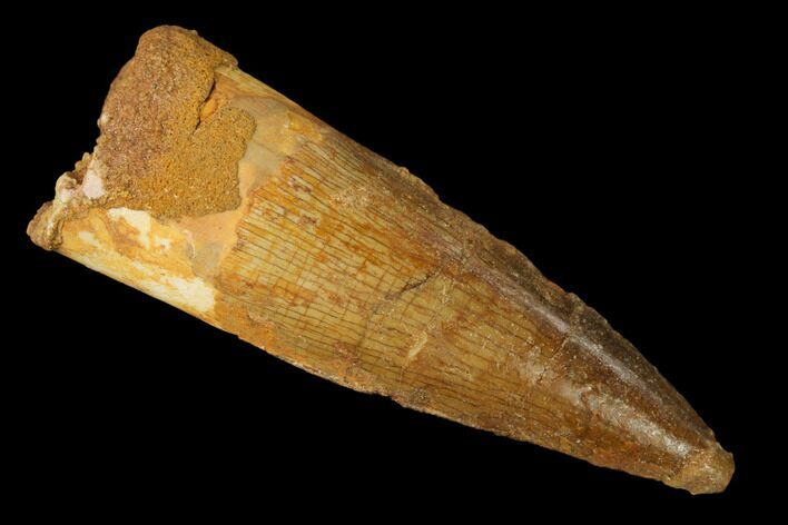 1.7" Spinosaurus Tooth - Real Dinosaur Tooth For Sale (#172314